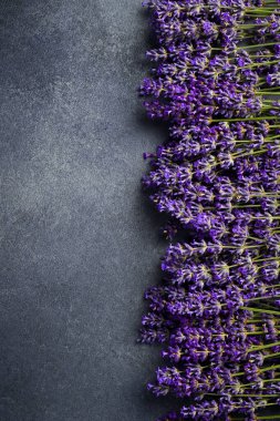 Lavanta arkaplan. Gri taştan arka planda taze lavanta çiçekleri. Üst görünüm.