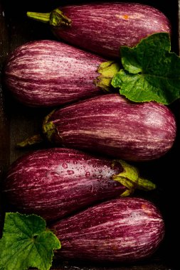 Patlıcan arka planı. Yakın planda taze toplanmış mor patlıcanlar. Üst görünüm.