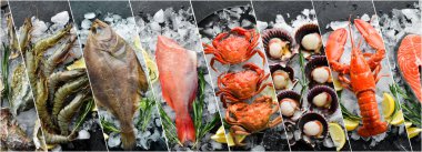 Buza serilmiş taze deniz ürünleri: ıstakoz, karides, istiridye ve balık. Fotoğraf kolajı, fotoğraf pankartı..