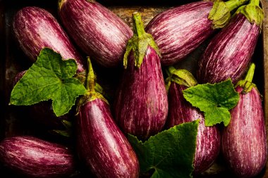 Patlıcan arka planı. Yakın planda taze toplanmış mor patlıcanlar. Üst görünüm.