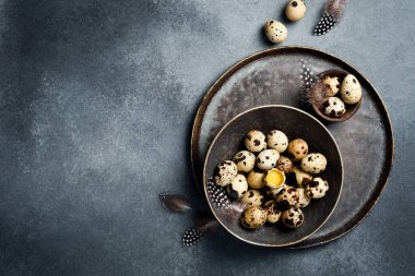 Paskalya konsepti. Beton bir masada bıldırcın yumurtası ve tüyleri. Üst görünüm.