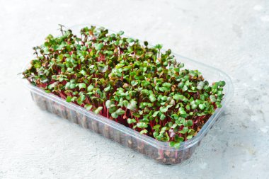 Mikroyeşil. Sağlıklı beslenmek için turp fideleri yetiştiriyorum. Üst Manzara. Gri bir arkaplanda.