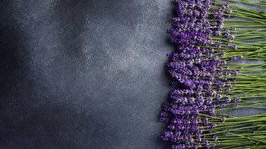 Lavanta arkaplan. Gri taştan arka planda taze lavanta çiçekleri. Üst görünüm.