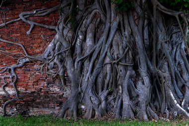 Büyük eski eski ağaç kökleri gövdesi eski çatlak tuğla duvar ile bazı çimento parçası vintage duvar sabah yeşil çimen ile doğal park yolu boyunca.