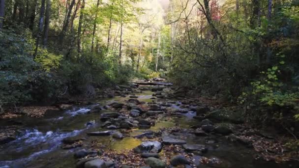 Latanie Górę Tree Lined South Carolina River Oferuje Widok Drona — Wideo stockowe