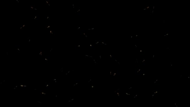 Firefly Tadpoles Flight Background Loop Apresenta Pirilampos Amarelos Com Pequenas — Vídeo de Stock