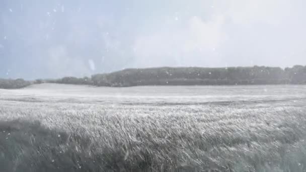 Grass Field Winter Blowing Snow Loop Features Field Blowing Long — Αρχείο Βίντεο