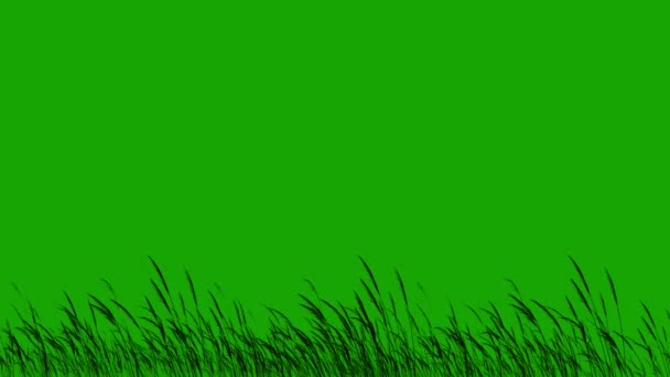 Long Grass Silhouette Blowing Wind Green Screen Pętla Posiada Sylwetkę — Wideo stockowe