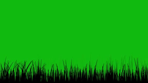 风中的草丛4K环路的特征是 在一个环路的绿色屏幕上 一片片硬硬而浓密的草丛在风中飘扬 — 图库视频影像