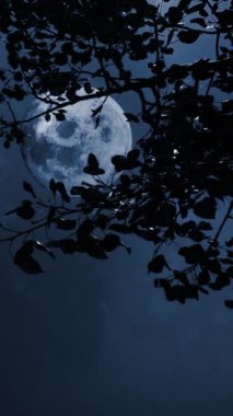 Esintideki Aspen Ağacı 'ndan geçen dikey Dolunay Doymuş Mavi 4K, büyük bir dolunayda siluetli kavak yapraklarının arasından dikey bir dikey oranda mavi gökyüzünü gösterir..