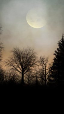 Dolunay ve Kuşların Silüeti 4K Döngüsü ile Dikey Orman, arka planda bir gündoğumu, hareket eden bulutlar ve dikey oran döngüsü içinde uçan kuşlarla dolu bir dolunay içeren bir orman silueti içerir..