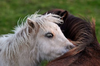 Bir yaz günü gün batımında otlaktaki hayvanlar..