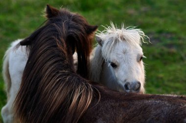 Bir yaz günü gün batımında otlaktaki hayvanlar..