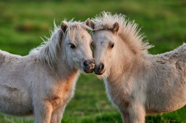 Bir yaz günü gün batımında otlaktaki hayvanlar..