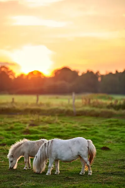 Bir yaz günü gün batımında otlaktaki hayvanlar..