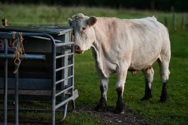 Bir yaz günü gün batımında otlaktaki hayvanlar..