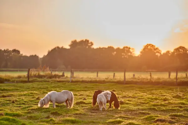 Bir yaz günü gün batımında otlaktaki hayvanlar..