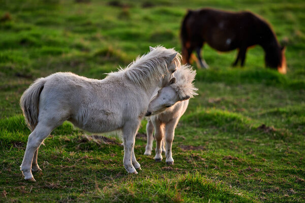 Animals in the pasture on a summer day during sunset.