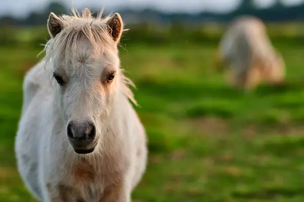 Bir yaz günü gün batımında otlaktaki hayvanlar..