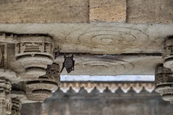 Adalaj Stepwell Hindistan 'ın tarihi kuyusu