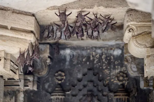 Adalaj Stepwell Hindistan 'ın tarihi kuyusu