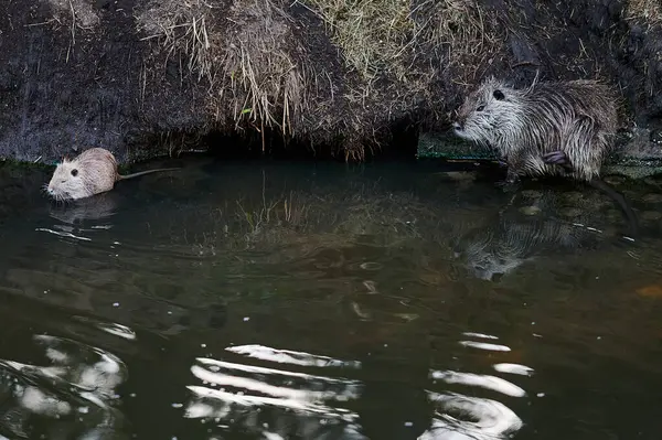 Nehirde Amerikan cevizi. 