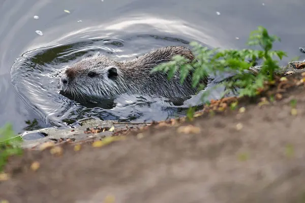 Nehirde Amerikan cevizi. 