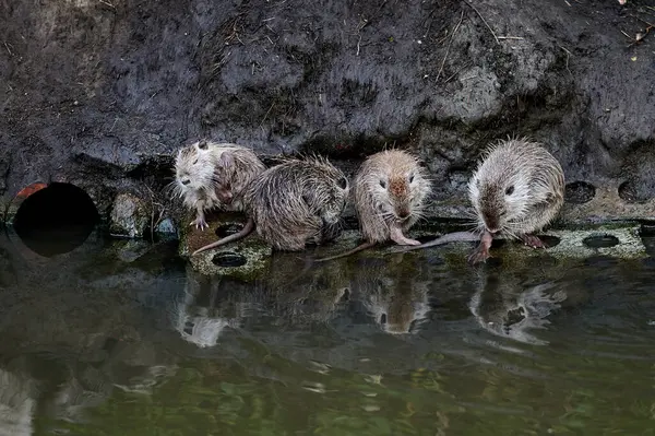 Nehirde Amerikan cevizi. 