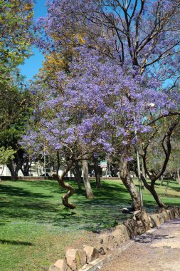 Güneşli bir günde halka açık bir parkta Jacaranda adında bir ağaç. Santa Cruz, Tenerife, Kanarya Adaları. İspanya