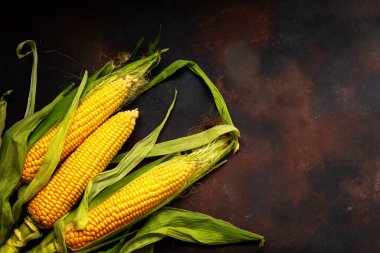 Taze sarı mısır kulakları yakın plan. Sol alt köşede siyah arka planda olgun altın mısır koçanları. Düz kompozisyon. Uzayı kopyala Karanlık, sade fotoğraf.