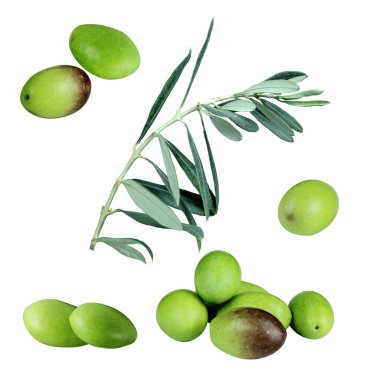Fresh organic green olives. Set of green olive fruits and olive branch with leaves isolated on white background.