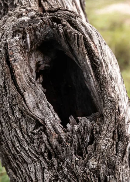 Close-up of the hollow tree. Large hole in the old dried tree trunk in forest. Selective focus. Blurred background.