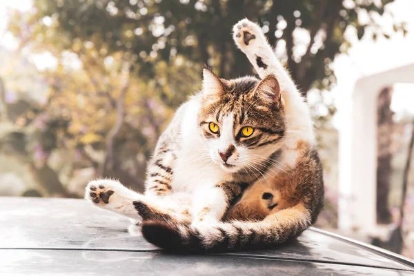 Lustige Streunende Weiß Braun Gefleckte Katze Wäscht Sich Sonnigen Tagen — Stockfoto