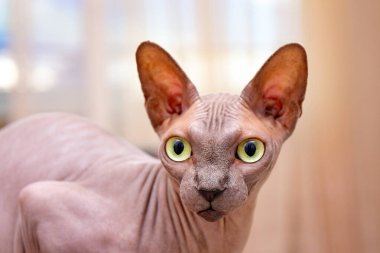 Portrait of sphynx cat. Hairless naked breed cat, close- up. Blurred background. clipart