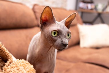 Evdeki güzel kahverengi sfenks kedisi. Kılsız cins kedi, sevimli bir evcil hayvan. Seçici odak.