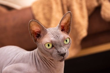 Tatlı sfenks kedisi yana bakıyor. Kılsız bir kedi, sevimli bir evcil hayvan. Kapatın. Seçici odaklanma. Bulanık arkaplan.