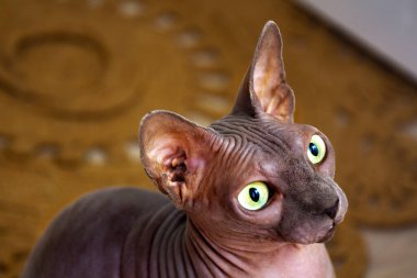 Kahverengi sfenks kedisi yerde oturuyor. Yukarıdan bak. Kılsız bir kedi, sevimli bir evcil hayvan. Yakın çekim..