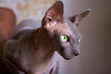 Güzel koyu kahverengi sfenks kedisi, yan görüş. Kılsız cins kedi, sevimli bir evcil hayvan. Seçici odaklanma. Bulanık arkaplan.