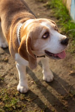 Güvenle bakan genç av köpeği portresi. Güneşli bir günde parkta yürüyüş yapan sevimli genç bir köpek. Kapatın. Seçici odaklanma. Bulanık arkaplan.