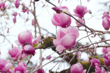 Bahar mevsiminde çiçek açan manolya ağacı. Narin pembe manolya çiçekleri ışık arka planında çiçek açar. Makro fotoğraf. Kapatın. Seçici odaklanma. Bulanık arkaplan.