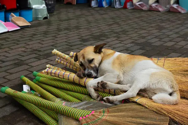 Homeless dog lies peacefully on a pile of brooms on the street. Home goods store.