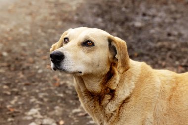 Sokakta duran bej renkli melez köpek, yakın plan. Üzgün, bekleyen bir köpek bakışı.