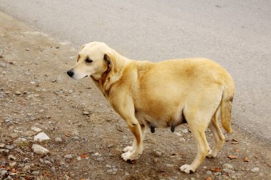  Hamile bej köpek sokakta dikiliyor..