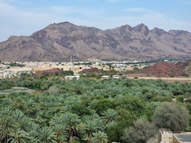 Hatta, Dubai, BAE 'de hurma ağaçları olan dağlar. 