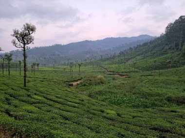 Dağlardaki yeşil çay çiftliği valparai, Tamil Nadu, Hindistan. 