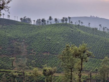 Sabah çay çiftliği.