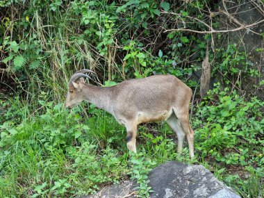 Hindistan, Tamil Nadu, Valparai 'de Nilgiri Tahr' ın yakın çekimi.. 