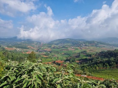 Nilgiri Dağları, Ooty, Tamil Nadu, Hindistan 'daki tarımsal tarlaların inanılmaz manzarası. 