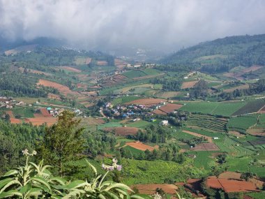 Nilgiri Dağları, Ooty, Tamil Nadu, Hindistan 'daki tarımsal tarlaların inanılmaz manzarası. 