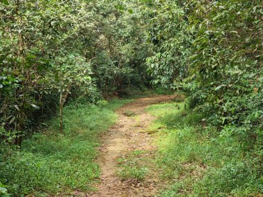 Orman ağaçlarının, Tayland 'ın yolu